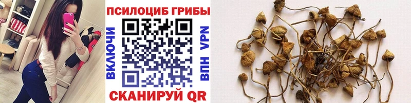 Псилоцибиновые грибы мицелий  Тимашёвск 